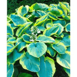 Hosta - Funkia Francess Williams - 1 kłącze