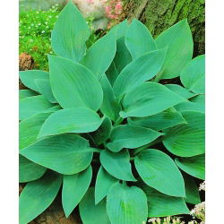 Hosta - Funkia Halcyon - 1 kłącze