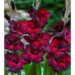Gladiolus - Mieczyk Black Star - 5 cebulek
