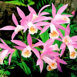 Storczyk ogrodowy - Pleione formosana - 1 bulwa