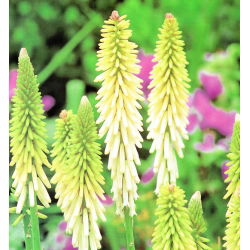 Kniphofia - Trytoma biała - 1 kłącze