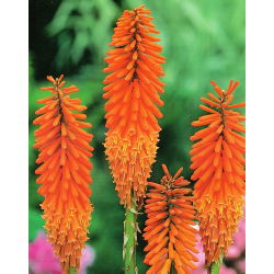 Kniphofia - Trytoma pomarańczowa - 1 kłącze