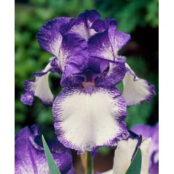 Kosaciec bródkowy, irys - fioletowo-biały - Loop the Loop - 1 kłącze