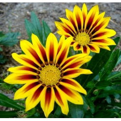 Gazania lśniąca - 130 nasion