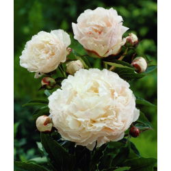 Paeonia - Piwonia Shirley Temple - 1 kłącze