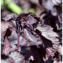 Pachnotka zwyczajna - 200 nasion