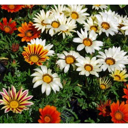 Gazania lśniąca - 130 nasion