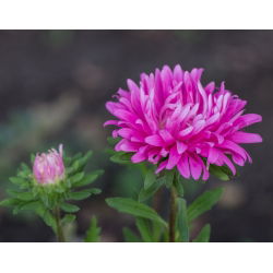 Aster chiński karłowy Milady Rose - 500 nasion