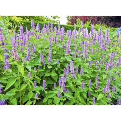 Agastache, Kłosowiec - 210 nasion