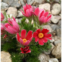 Sasanka - Anemone pulsatilla - czerwona