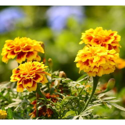 Aksamitka rozpierzchła – Yellow Fire - 350 nasion