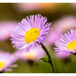 Przymiotno okazałe - niebieskie - 700 nasion