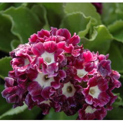 Pierwiosnek omszony - 110 nasion