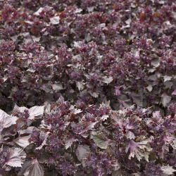 Pachnotka zwyczajna - 200 nasion