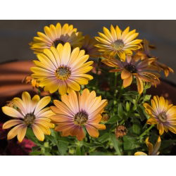 Osteospermum - 35 nasion