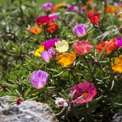 Portulaka - 4500 nasion