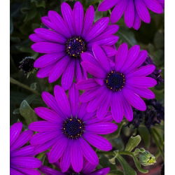 Osteospermum - 35 nasion
