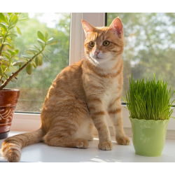 Trawa dla kotów – pokarm ułatwiający trawienie