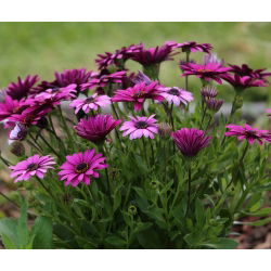 Osteospermum - 35 nasion
