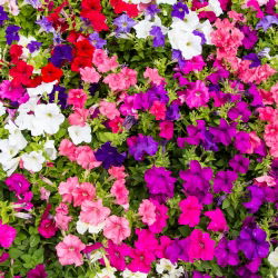 Petunia - Mieszanka balkonowa - 800 nasion