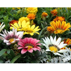Gazania lśniąca - 130 nasion