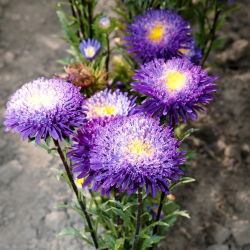Aster chiński książęcy - 500 nasion