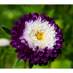 Aster chiński pomponowy - 500 nasion