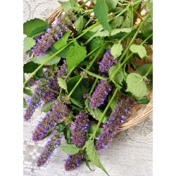 Agastache, Kłosowiec - 210 nasion
