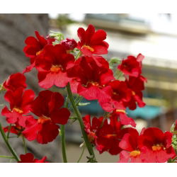 Nemezja, jawnostka czerwona - 1000 nasion