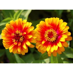 Cynia meksykańska - 375 nasion