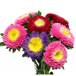 Aster chiński pomponowy - 500 nasion