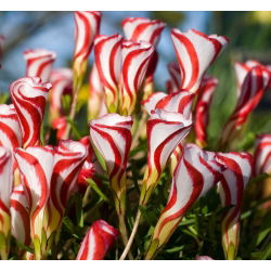 Oxalis - Szczawik Versicolor - 2 bulwy