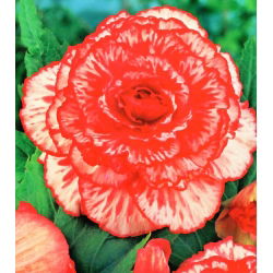 Begonia czerwono-biała - Marmorata - 2 bulwy