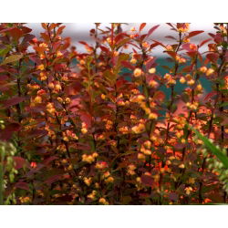 Berberys Thunberga Helmond Pillar - sadzonka
