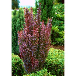 Berberys Thunberga Helmond Pillar - sadzonka