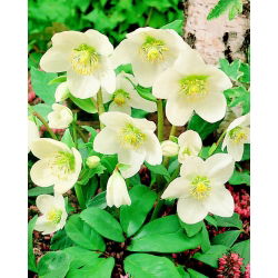 Helleborus niger - Ciemiernik biały - róża Bożego Narodzenia - 1 kłącze