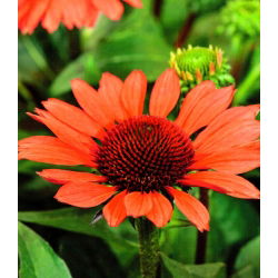 Echinacea - Jeżówka czerwona - Red Magnus - 1 kłącze