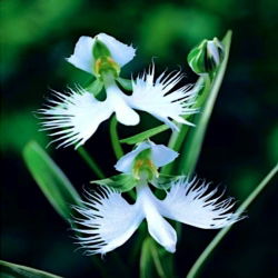 Storczyk gruntowy - Habenaria radiata - 1 bulwa