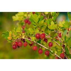 Agrest czerwony Hinnonmaki Rot - forma pienna - sadzonka w balocie
