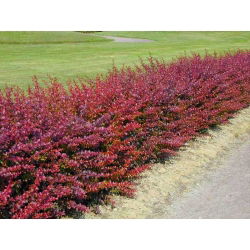 Berberys Thunberga Atropurpurea Nana - sadzonka w pojemniku P9