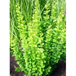 Berberys Thunberga Erecta - sadzonka w pojemniku P9