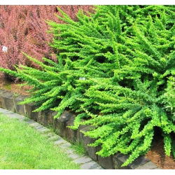 Berberys Thunberga Green Carpet - sadzonka  w pojemniku P9