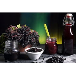 Czarny bez Black Lace - sadzonka w pojemniku C1-C2