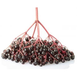 Czarny bez Black Lace - sadzonka w pojemniku C1-C2
