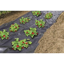 Folia perforowana do ściółkowania truskawek - 1,4 m x 10 m
