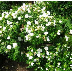 Ketmia syryjska, hibiskus William R. Smith - sadzonka P9