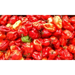 Papryka Habanero - piekielnie ostra