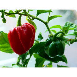 Papryka Habanero - piekielnie ostra