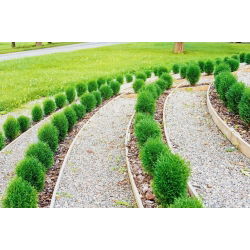 Thuja, Tuja, Żywotnik kulisty Danica - sadzonka w pojemniku C3