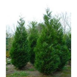 Thuja, Tuja, Żywotnik Kórnik - sadzonka w pojemniku P9